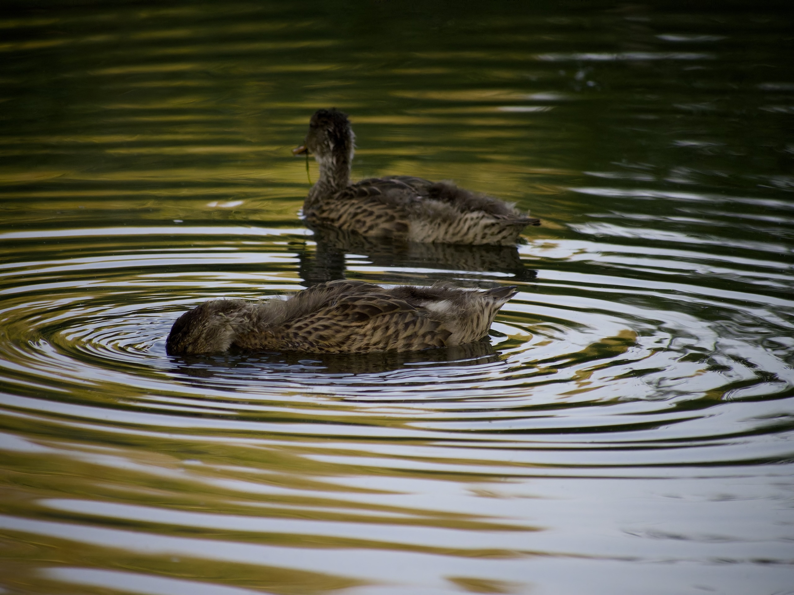 Reflecting on the lame duck